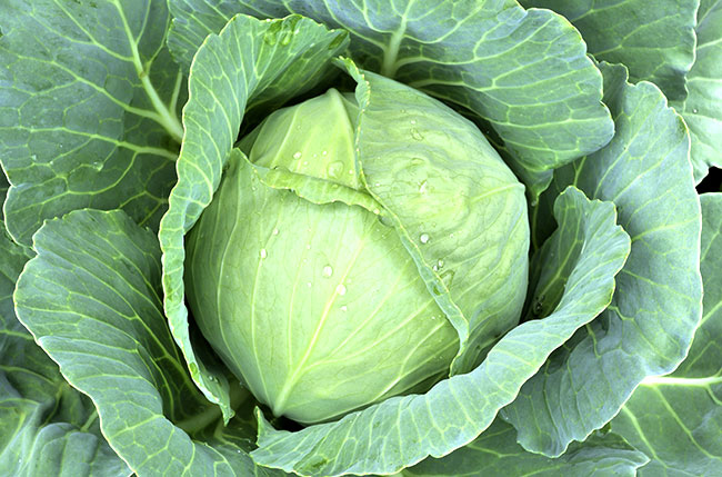 cabbage