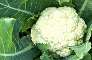 cauliflower